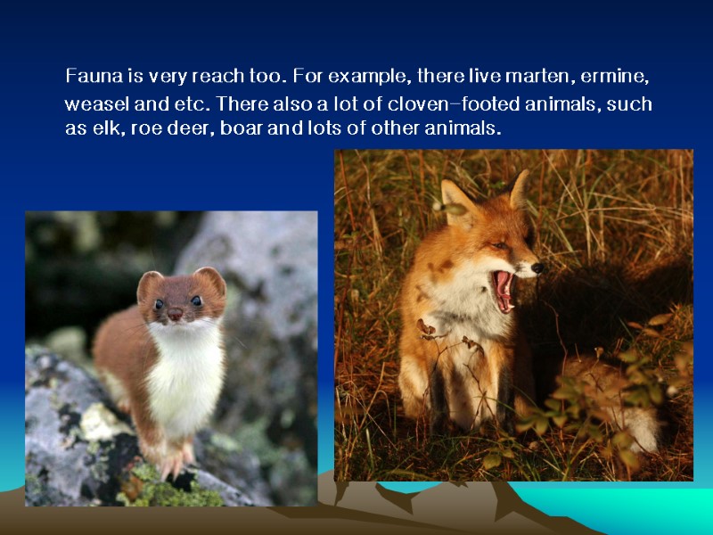 Fauna is very reach too. For example, there live marten, ermine, weasel and etc.